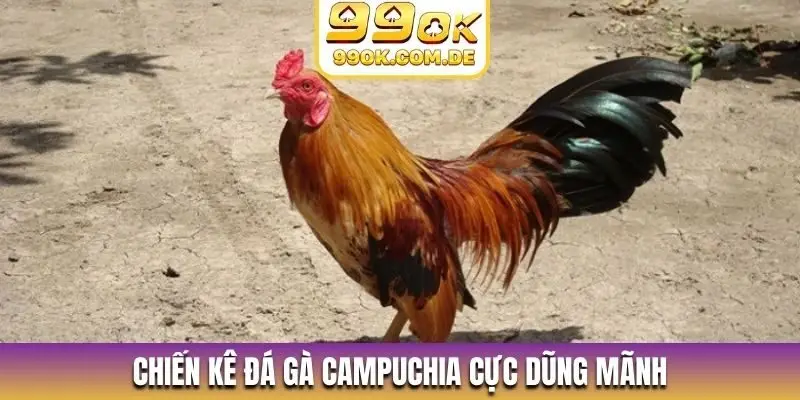 Chiến kê đá gà Campuchia cực dũng mãnh