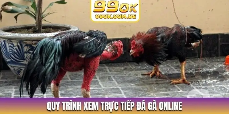 Quy trình xem trực tiếp đá gà online