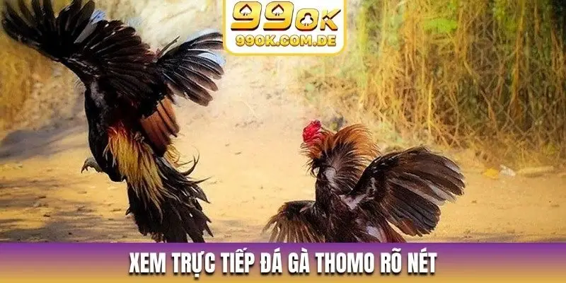 Xem trực tiếp đá gà Thomo rõ nét